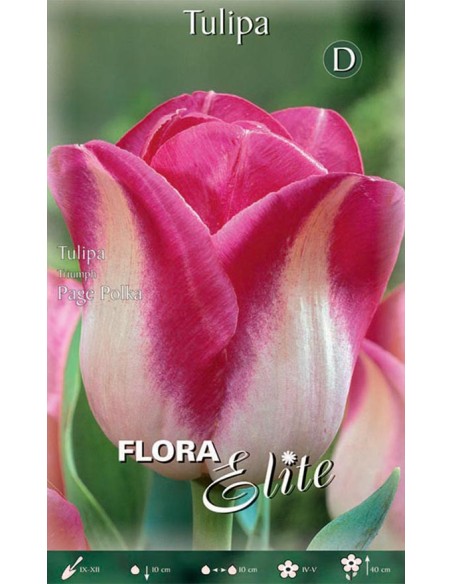 TULIPANO "PAGE POLKA" (triumph) 10 BULBI