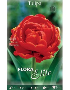 TULIPANO "MIRANDA" (double late) 7 BULBI