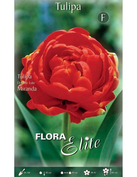 TULIPANO "MIRANDA" (double late) 7 BULBI