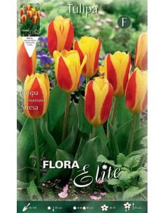 TULIPANO "STRESA" (kaufmanniana) 10 BULBI
