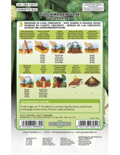 SEMI DI ZUCCHINO GENOVESE pianta vigorosa frutti teneri 2
