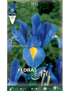 IRIS "SAPPHIRE BEAUTY" (hollandica) 10 BULBI