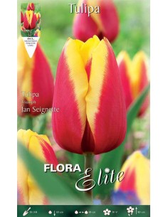 TULIPANO "JAN SEIGNETTE" (triumph) 10 BULBI