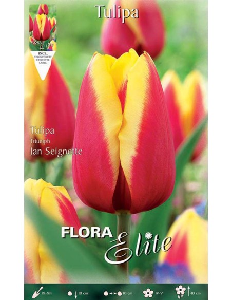 TULIPANO "JAN SEIGNETTE" (triumph) 10 BULBI
