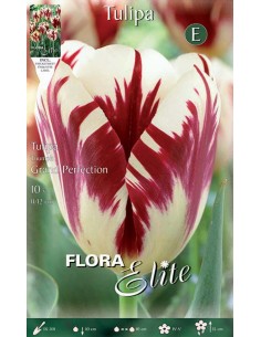 TULIPANO "GRAND PERFECTION" (rembrandt) 7 BULBI