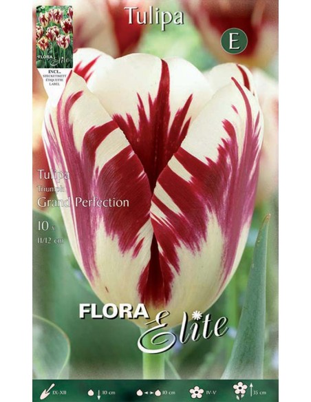 TULIPANO "GRAND PERFECTION" (rembrandt) 7 BULBI