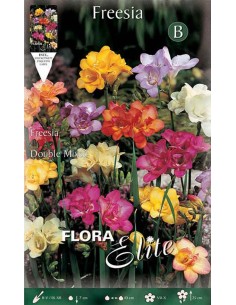 FRESIA "MIXED" COLORI ASSORTITI (double) 10 BULBI
