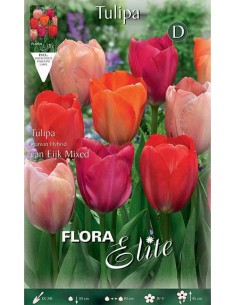 TULIPANO "VAN EIJK MIXED" (darwin hybrid) 10 BULBI