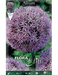 ALLIUM "GLADIATOR" 1 BULBO