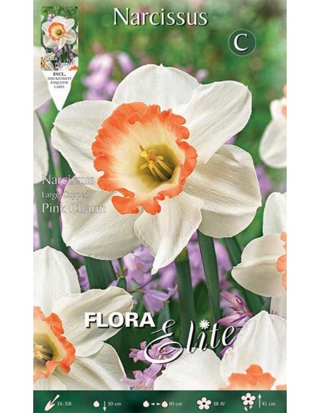 NARCISO 'PINK CHARM' (large-cupped) 5 BULBI