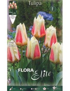 TULIPANO "DIABLO" (greigii) 10 BULBI