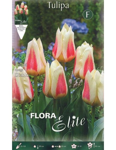 TULIPANO "DIABLO" (greigii) 10 BULBI