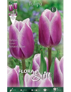 TULIPANO "SYNAEDA BLUE" (triumph) 7 BULBI