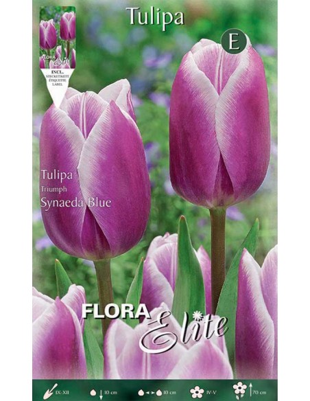 TULIPANO "SYNAEDA BLUE" (triumph) 7 BULBI