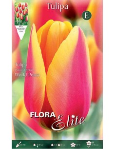 TULIPANO "WORLD PEACE" (darwin hybrid) 10 BULBI