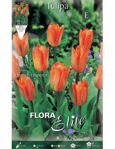 TULIPANO "ORANGE EMPEROR" (fosteriana) 10 BULBI