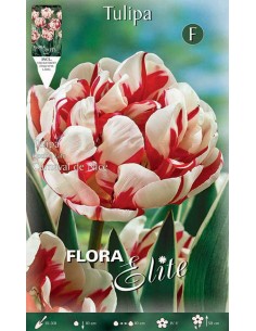 TULIPANO "CARNAVAL DE NICE" (double late) 7 BULBI