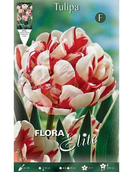 TULIPANO "CARNAVAL DE NICE" (double late) 7 BULBI
