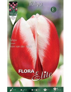 TULIPANO "LEEN VAN DER MARK" (triumph) 10 BULBI