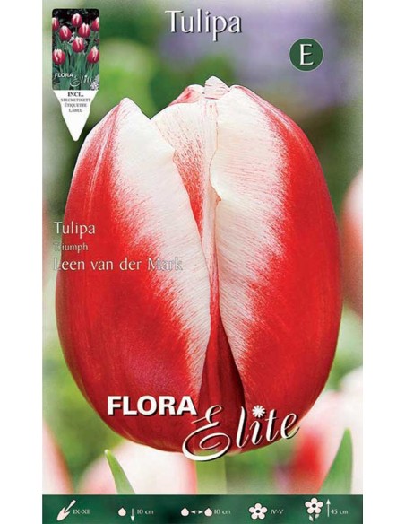 TULIPANO "LEEN VAN DER MARK" (triumph) 10 BULBI