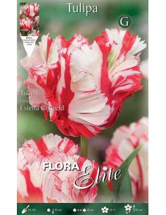 TULIPANO "ESTELLA RIJNVELD" (parrot) 7 BULBI