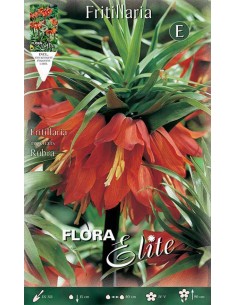 FRITILLARIA "RUBRA" (imperialis) 1 BULBO