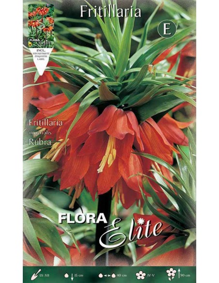FRITILLARIA "RUBRA" (imperialis) 1 BULBO