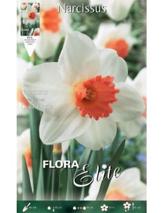 NARCISO 'COOL FLAME' (large-cupped) 5 BULBI