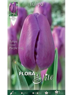 TULIPANO "PURPLE FLAG" (triumph) 7 BULBI