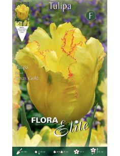 TULIPANO "TEXAS GOLD" (parrot) 10 BULBI