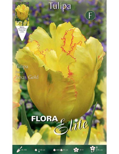 TULIPANO "TEXAS GOLD" (parrot) 10 BULBI