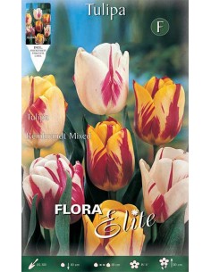 TULIPANO "MIX" COLORI ASSORTITI (rembrandt) 7 BULBI