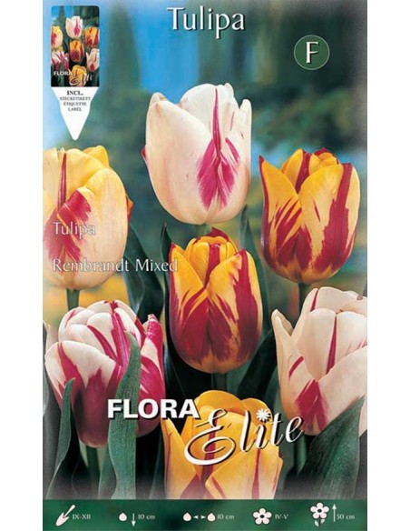 TULIPANO "MIX" COLORI ASSORTITI (rembrandt) 7 BULBI