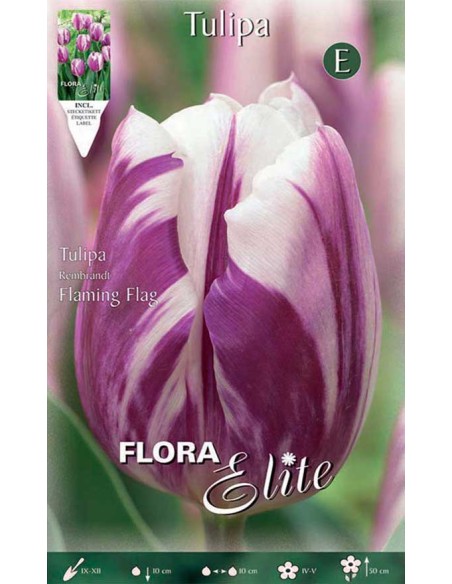 TULIPANO "FLAMING FLAG" (rembrandt) 10 BULBI