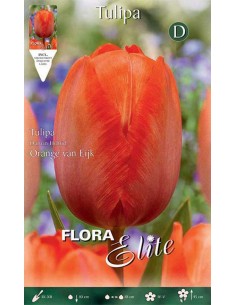 TULIPANO "ORANGE VAN EIJK" (darwin hybrid) 10 BULBI