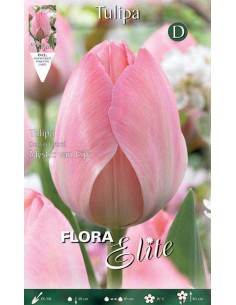 TULIPANO "MYSTIC VAN EIJK" (darwin hybrid) 10 BULBI