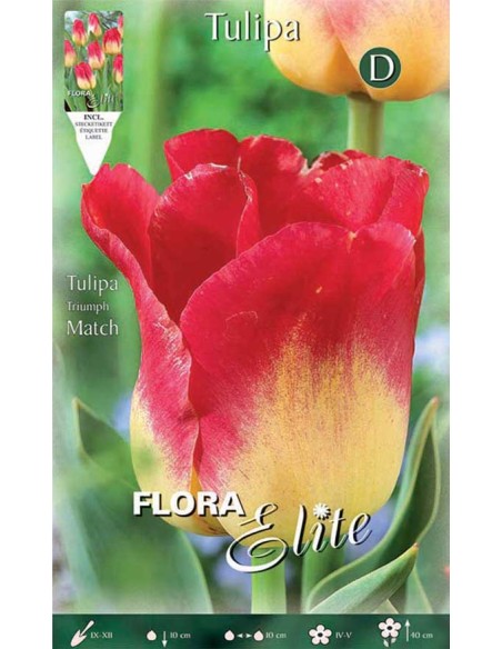 TULIPANO "MATCH" (triumph) 7 BULBI