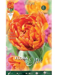 TULIPANO "SUNLOVER" (double early) 7 BULBI