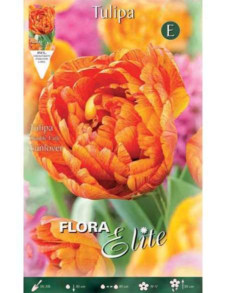 TULIPANO "SUNLOVER" (double early) 7 BULBI