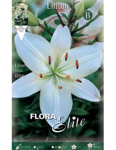 GIGLIO "WHITE" (asiatic) 2 BULBI