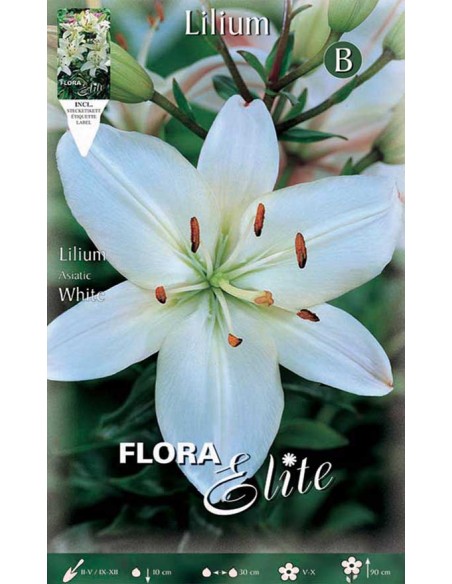 GIGLIO "WHITE" (asiatic) 2 BULBI
