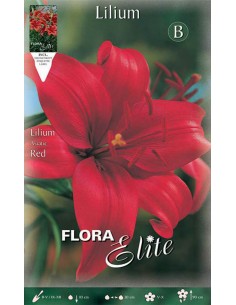 GIGLIO "RED" (asiatic) 2 BULBI