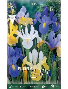 IRIS "MIXED" (hollandica) 10 BULBI