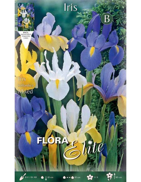 IRIS "MIXED" (hollandica) 10 BULBI