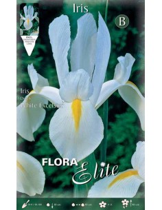 IRIS "WHITE EXCELSIOR" (hollandica) 10 BULBI