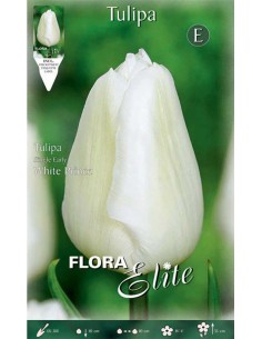 TULIPANO "WHITE PRINCE" (single early) 7 BULBI