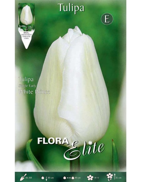 TULIPANO "WHITE PRINCE" (single early) 7 BULBI