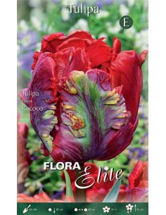 TULIPANO "ROCOCO" (parrot) 7 BULBI