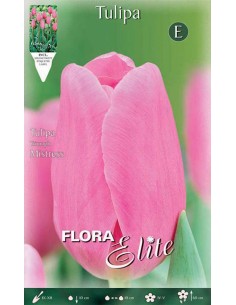 TULIPANO "MISTRESS" (triumph) 7 BULBI