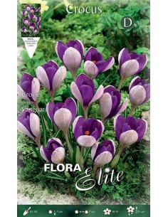 CROCUS "VANGUARD" (vernus) 10 BULBI